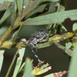 Ancita marginicollis at Acton, ACT - 29 Dec 2020