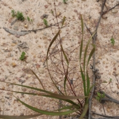 Lomandra multiflora (Many-flowered Matrush) at Narrabarba, NSW - 31 Dec 2020 by Kyliegw