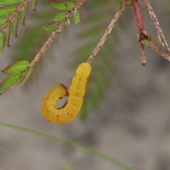 Capusa (genus) (Wedge moth) at Narrabarba, NSW - 31 Dec 2020 by KylieWaldon