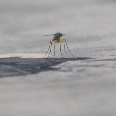 Unidentified Stiletto fly (Therevidae) at Merimbula, NSW - 30 Dec 2020 by KylieWaldon
