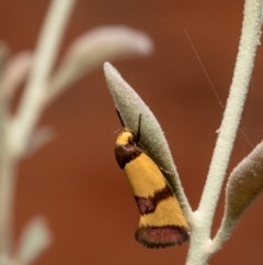 Chrysonoma fascialis (A concealer moth) at ANBG - 30 Dec 2020 by Roger