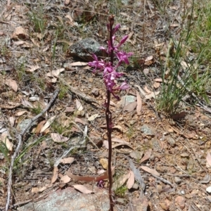 Dipodium punctatum at Majura, ACT - suppressed