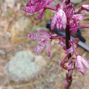 Dipodium punctatum at Majura, ACT - suppressed