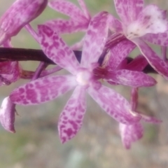 Dipodium punctatum at Majura, ACT - suppressed