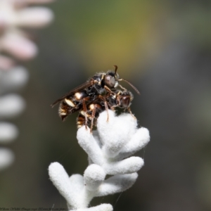 Bembecinus sp. (genus) at Acton, ACT - 31 Dec 2020