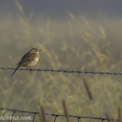 Anthus australis (Australian Pipit) at Kowen, ACT - 27 Dec 2020 by JonSteinbeck