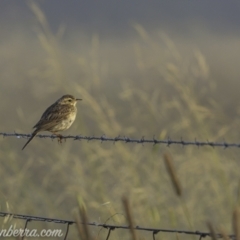 Anthus australis (Australian Pipit) at Kowen, ACT - 26 Dec 2020 by BIrdsinCanberra