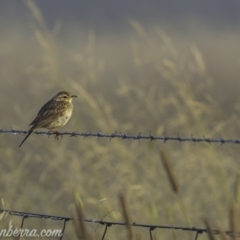 Anthus australis at Kowen, ACT - 27 Dec 2020