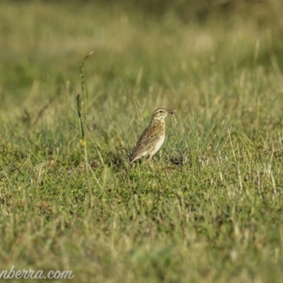 Anthus australis (Australian Pipit) at Kowen, ACT - 27 Dec 2020 by JonSteinbeck