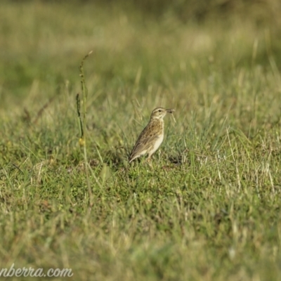 Anthus australis (Australian Pipit) at Kowen, ACT - 26 Dec 2020 by BIrdsinCanberra