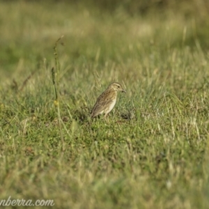 Anthus australis at Kowen, ACT - 27 Dec 2020