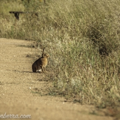 Lepus capensis (Brown Hare) at Kowen, ACT - 26 Dec 2020 by BIrdsinCanberra
