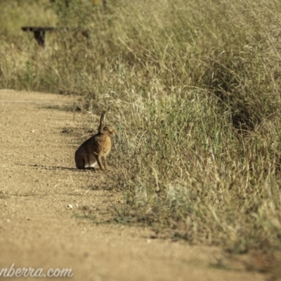 Lepus capensis (Brown Hare) at Kowen, ACT - 27 Dec 2020 by JonSteinbeck