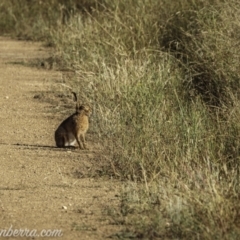 Lepus capensis at Kowen, ACT - 27 Dec 2020 07:00 AM