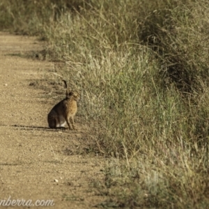 Lepus capensis at Kowen, ACT - 27 Dec 2020 07:00 AM