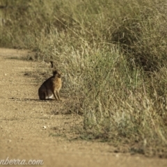 Lepus capensis at Kowen, ACT - 27 Dec 2020