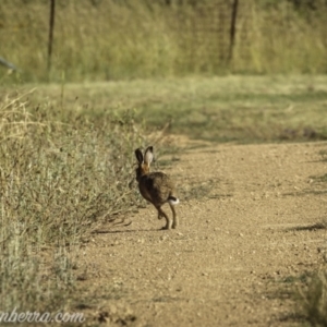 Lepus capensis at Kowen, ACT - 27 Dec 2020 07:00 AM