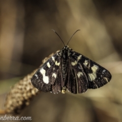 Phalaenoides glycinae (Grapevine Moth) at Kowen, ACT - 26 Dec 2020 by BIrdsinCanberra