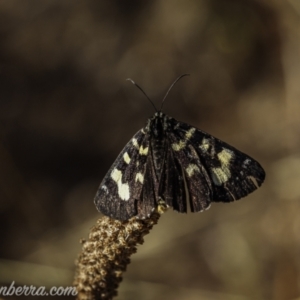 Phalaenoides glycinae at Kowen, ACT - 27 Dec 2020