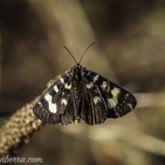 Phalaenoides glycinae at Kowen, ACT - 27 Dec 2020