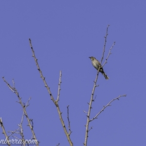 Caligavis chrysops at Kowen, ACT - 27 Dec 2020