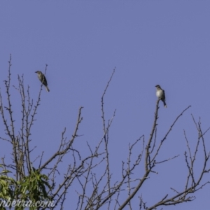 Caligavis chrysops at Kowen, ACT - 27 Dec 2020