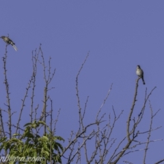 Caligavis chrysops at Kowen, ACT - 27 Dec 2020