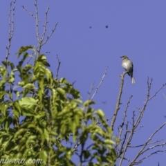 Caligavis chrysops at Kowen, ACT - 27 Dec 2020