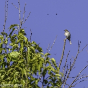 Caligavis chrysops at Kowen, ACT - 27 Dec 2020