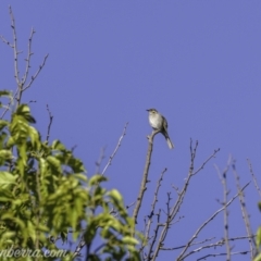 Caligavis chrysops at Kowen, ACT - 27 Dec 2020