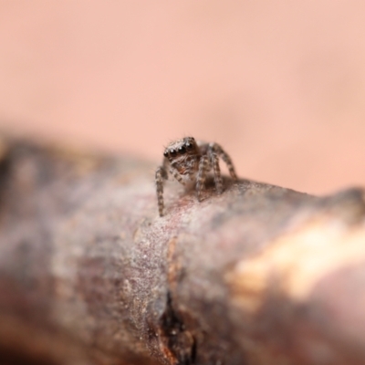 Salticidae (family) (Jumping spider) at Canberra, ACT - 30 Dec 2020 by debhart