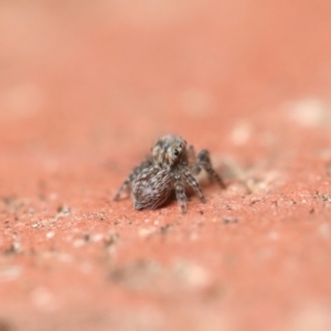 Salticidae (family) at Canberra, ACT - 30 Dec 2020 04:53 PM