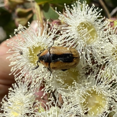 Chondropyga dorsalis (Cowboy beetle) at Wandiyali-Environa Conservation Area - 30 Dec 2020 by Wandiyali