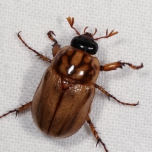 Cyclocephala signaticollis at Melba, ACT - 14 Dec 2020 11:51 PM