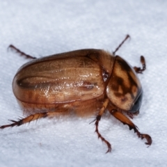 Cyclocephala signaticollis at Melba, ACT - 14 Dec 2020