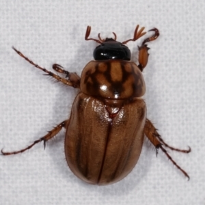 Cyclocephala signaticollis at Melba, ACT - 14 Dec 2020