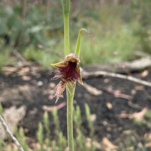 Calochilus therophilus at Mount Clear, ACT - 29 Dec 2020