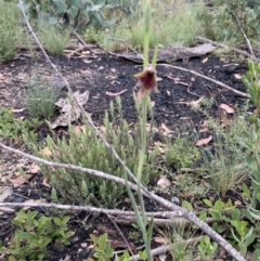 Calochilus therophilus at Mount Clear, ACT - 29 Dec 2020