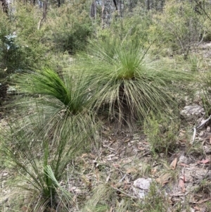 Xanthorrhoea glauca subsp. angustifolia at Cotter River, ACT - suppressed