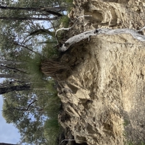 Xanthorrhoea glauca subsp. angustifolia at Cotter River, ACT - suppressed