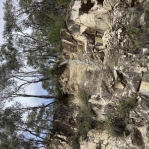 Xanthorrhoea glauca subsp. angustifolia at Cotter River, ACT - suppressed