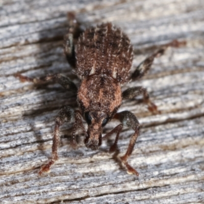 Mandalotus sp. (genus) (Unidentified Mandalotus weevil) at Melba, ACT - 14 Dec 2020 by kasiaaus