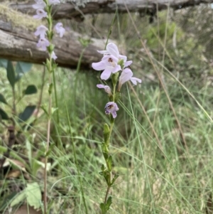 Euphrasia collina subsp. paludosa at Cotter River, ACT - 30 Dec 2020