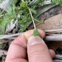 Euphrasia collina subsp. paludosa at Cotter River, ACT - 30 Dec 2020