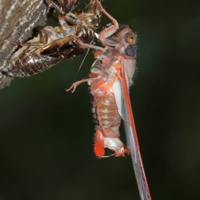 Yoyetta denisoni (Black Firetail Cicada) at ANBG - 13 Dec 2020 by TimL