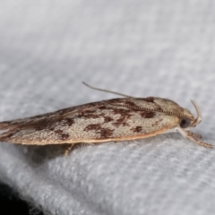 Garrha phoenopis at Melba, ACT - 14 Dec 2020