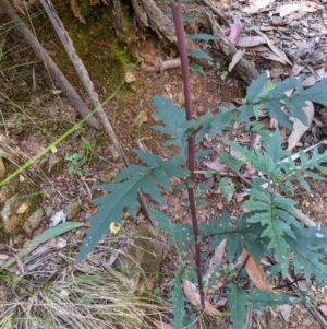 Arrhenechthites mixtus at Cotter River, ACT - 31 Dec 2020