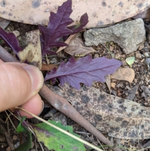 Arrhenechthites mixtus at Cotter River, ACT - 31 Dec 2020