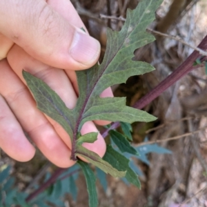 Arrhenechthites mixtus at Cotter River, ACT - 31 Dec 2020