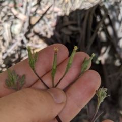 Arrhenechthites mixtus at Cotter River, ACT - 31 Dec 2020